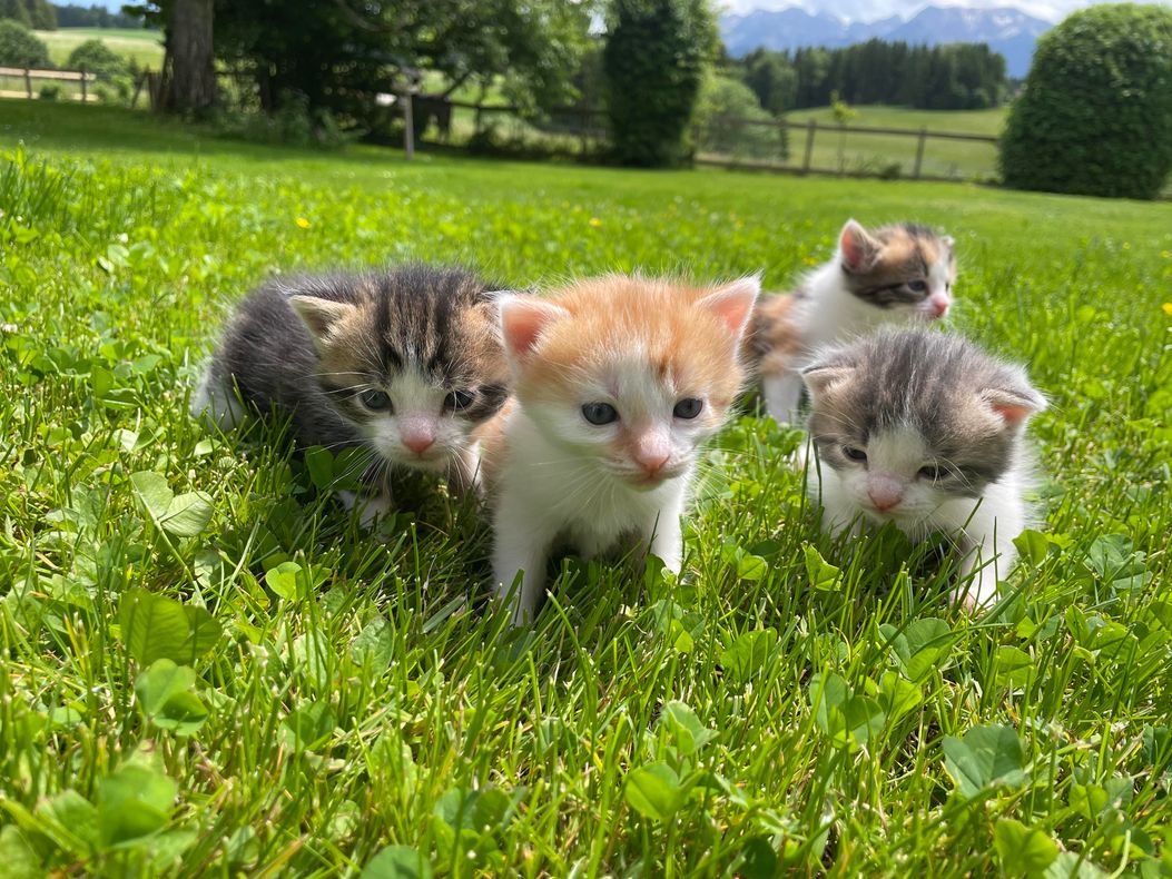 Kätzchen am Hof