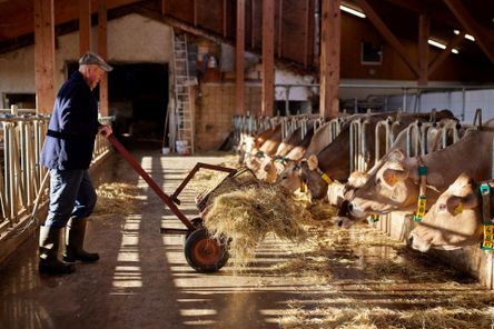 Leckeres Heu schmeckt besonders fein.