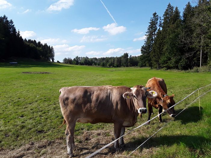 Rinder auf der Sommerweide