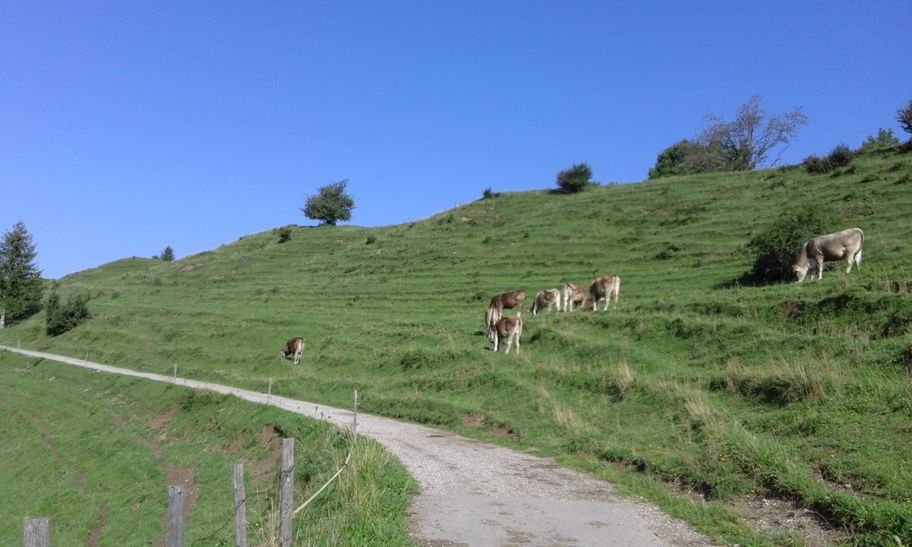 Alpvieh an der Alpe Beichelstein