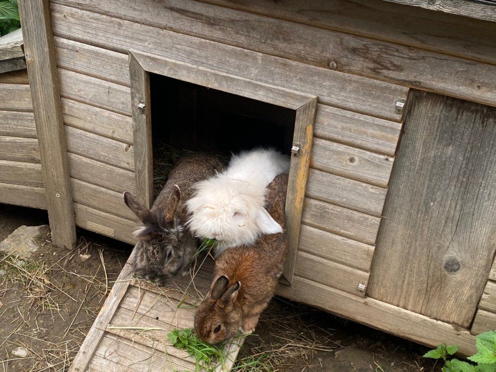 Unsere Kaninchen
