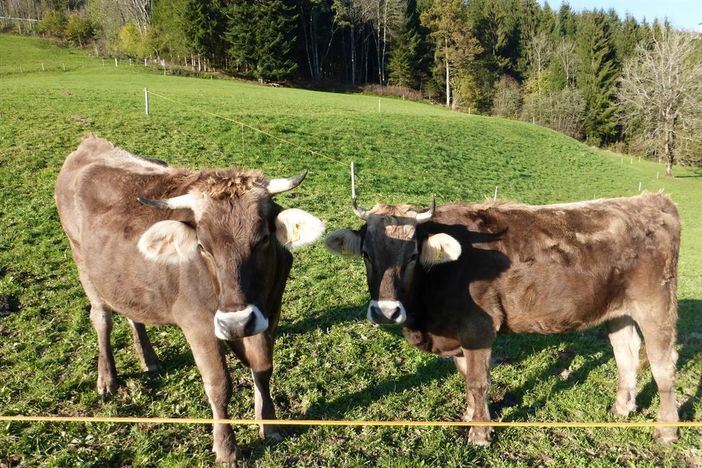 Allgäuer Kühe