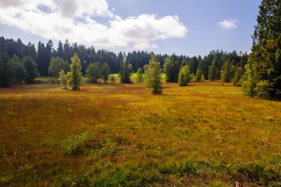 Der Panoramaweg bei Sulzberg - Grenzenlose Aussicht