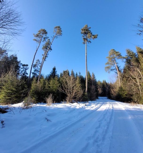 Vogellehrpfad Friesenried