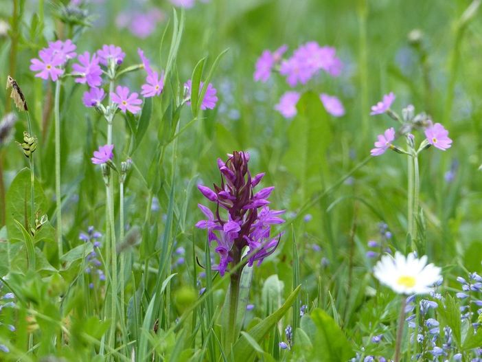 Blumenwiese = Kuhweide