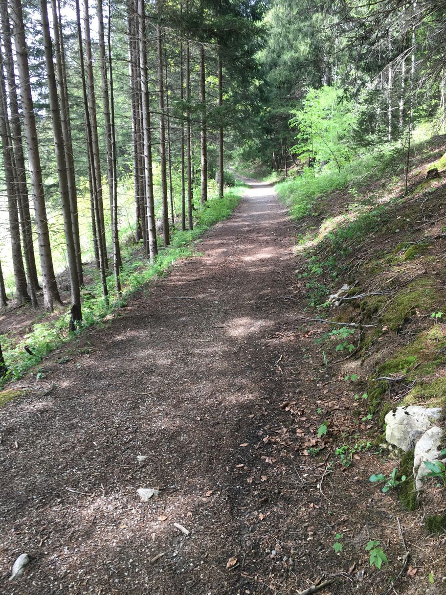 Waldweg Richtung Schlossweiher