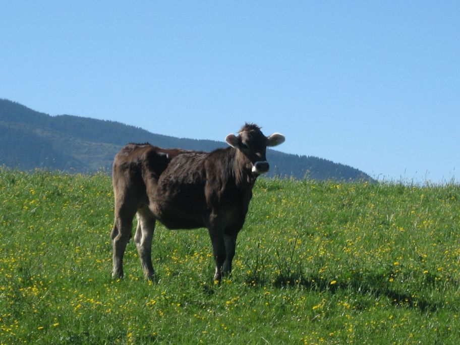 Ein Wahrzeichen des Allgäus