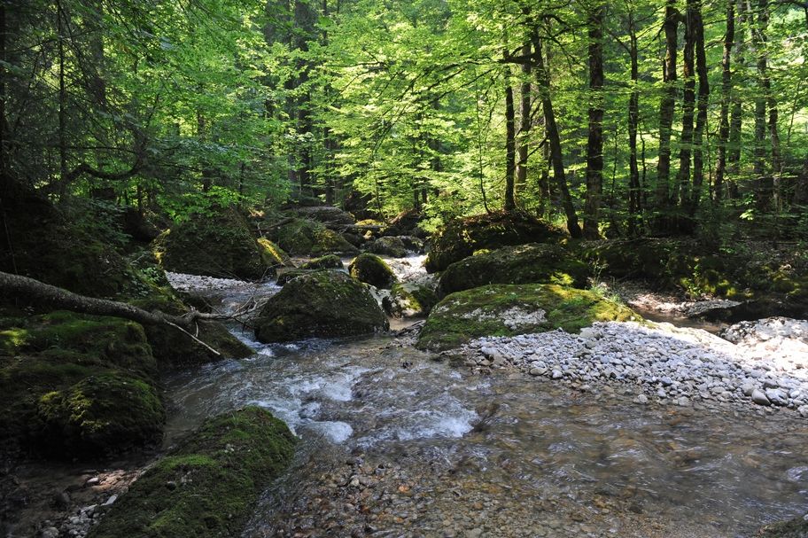 Rappenfluh und Engenlochschlucht – vom Felslabyrinth zur wilden Flusslandschaft