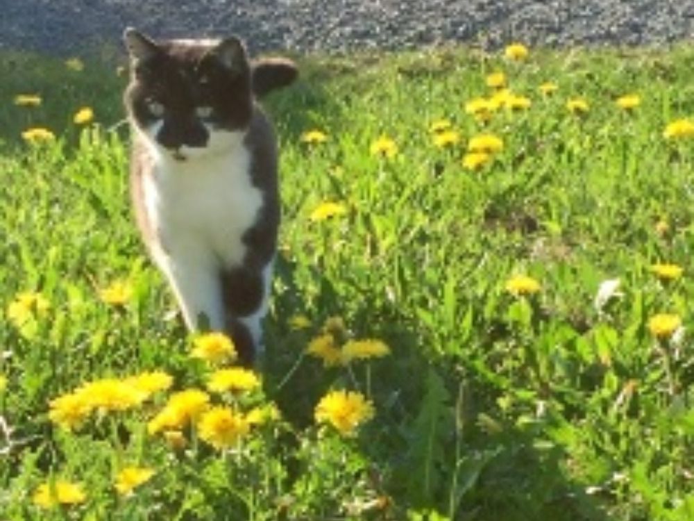 Katze Lucy auf Mäuse jagt