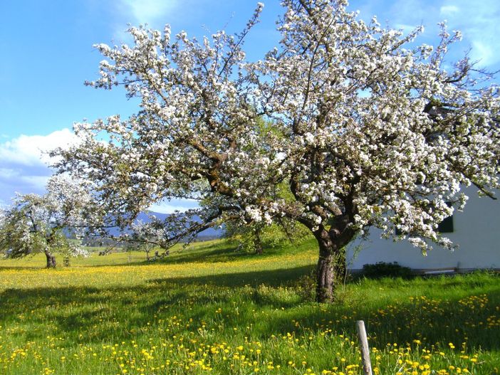 Frühling im Allgäu