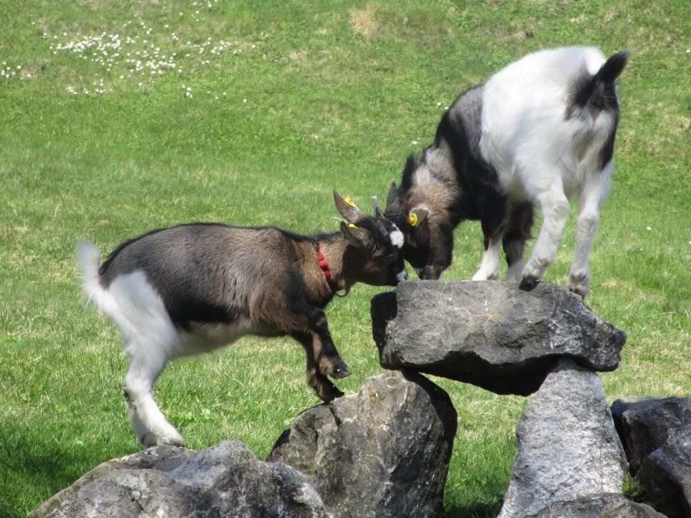 Unsere Ziegen