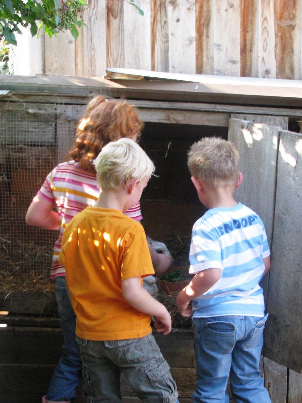 Unsere kuschligste Vierbeiner. Hase, Zwergkanichen und Meerschweinchen freuen sich auf euren Besuch