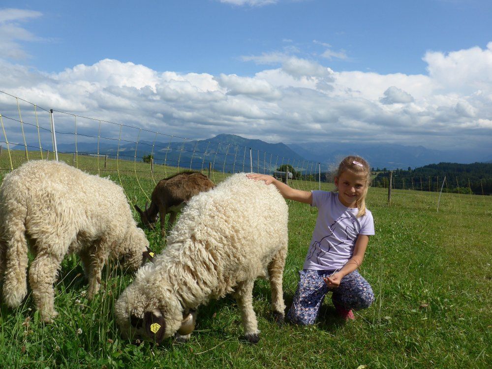 Max und Moritz unsere Schafe