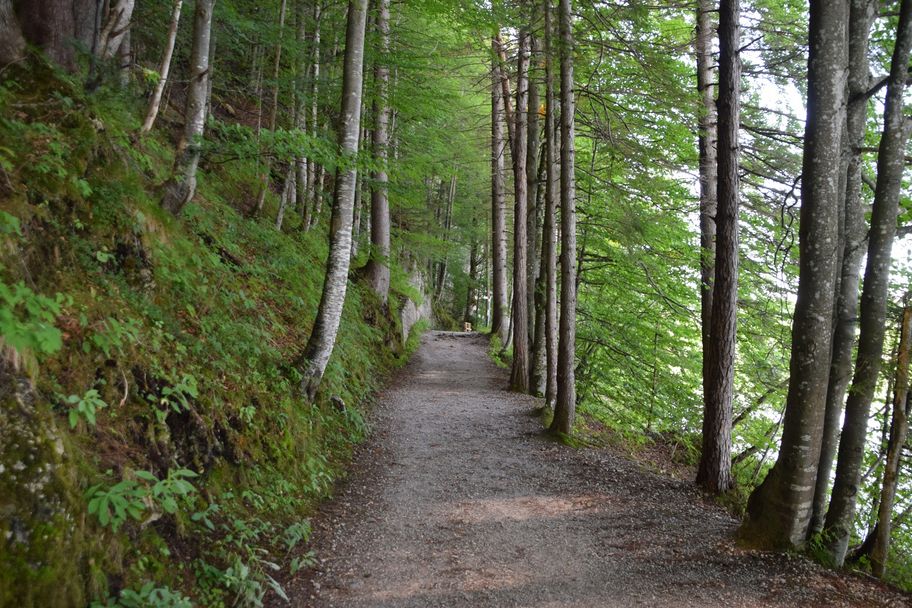 Breiter Waldweg entlang des Weißensees