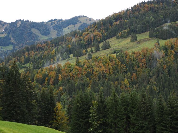 Exkursion Wald im Klimawandel_Niklas Lieb