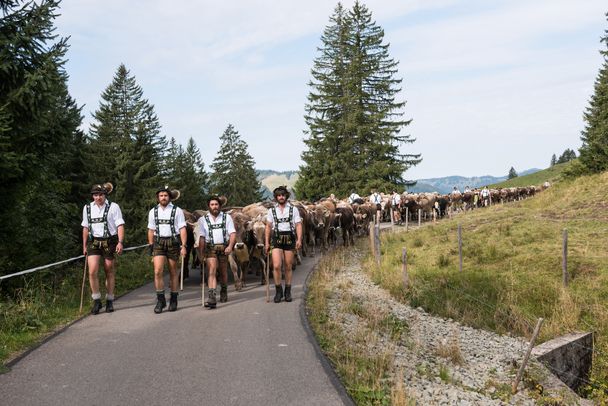 Viehscheid in Obermaiselstein im Allgäu
