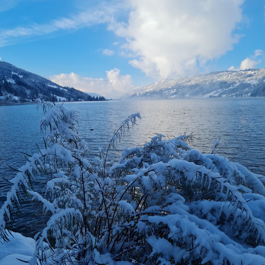 Alpsee im Winter