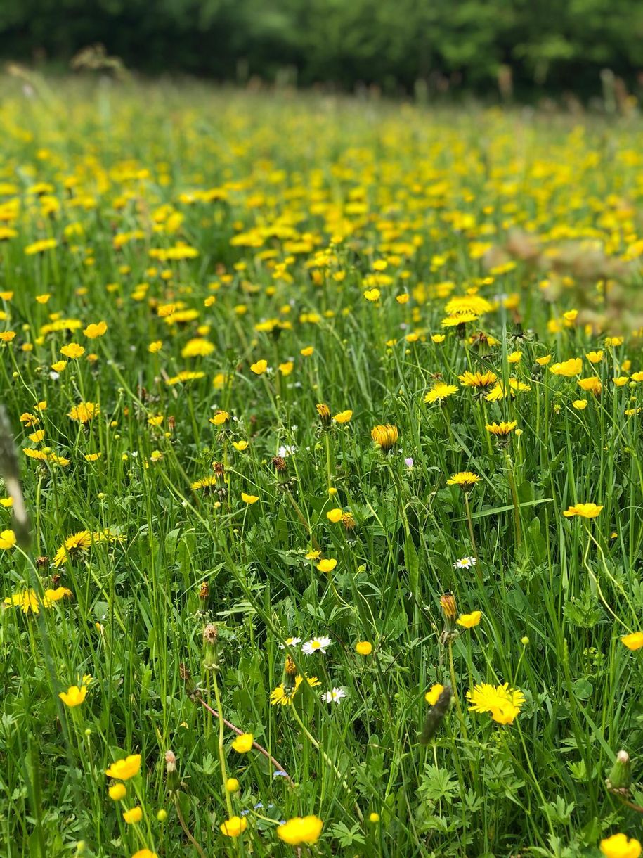 Das gelbe Allgäu
