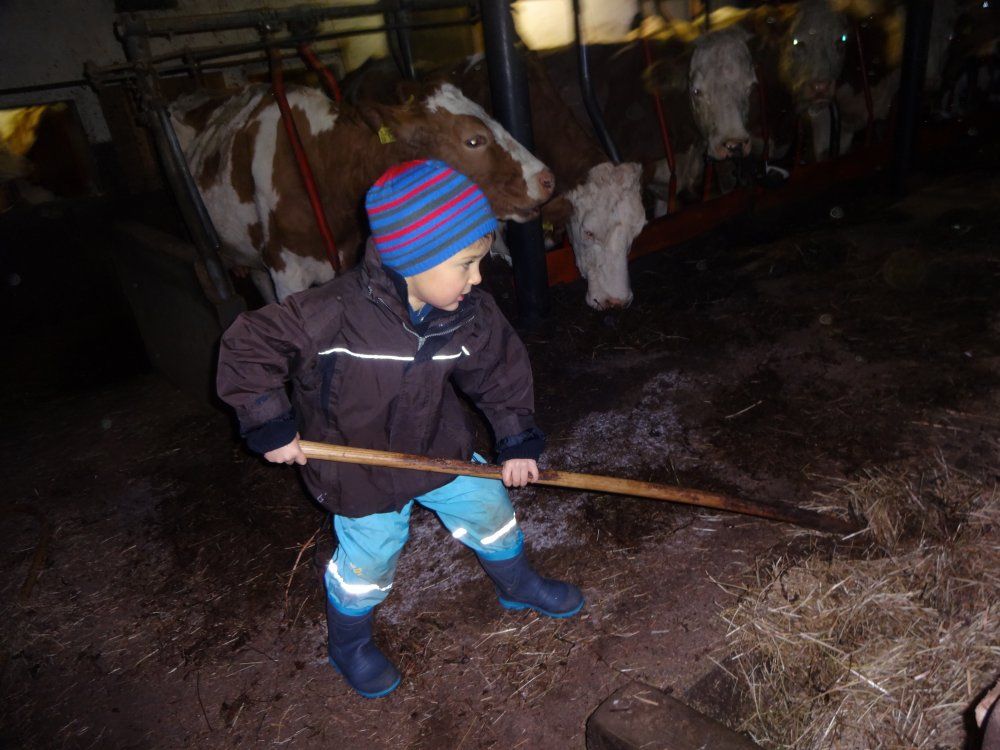 Kühefüttern am Abend