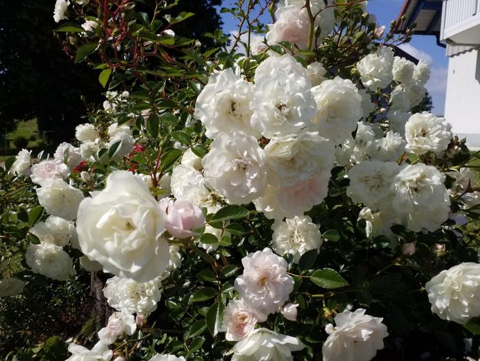 Im Garten