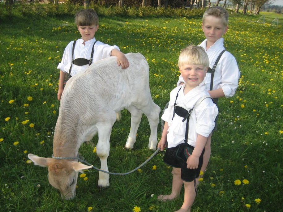 Kälbchen festzuhalten ist gar nicht so einfach