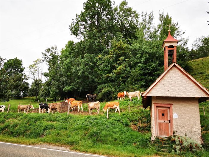 Unsere Rinder bei der Kapelle