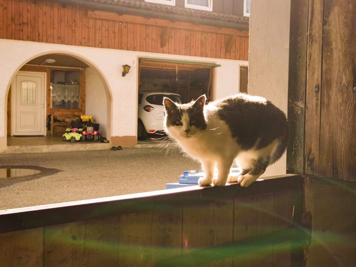Nala auf der Stalltür