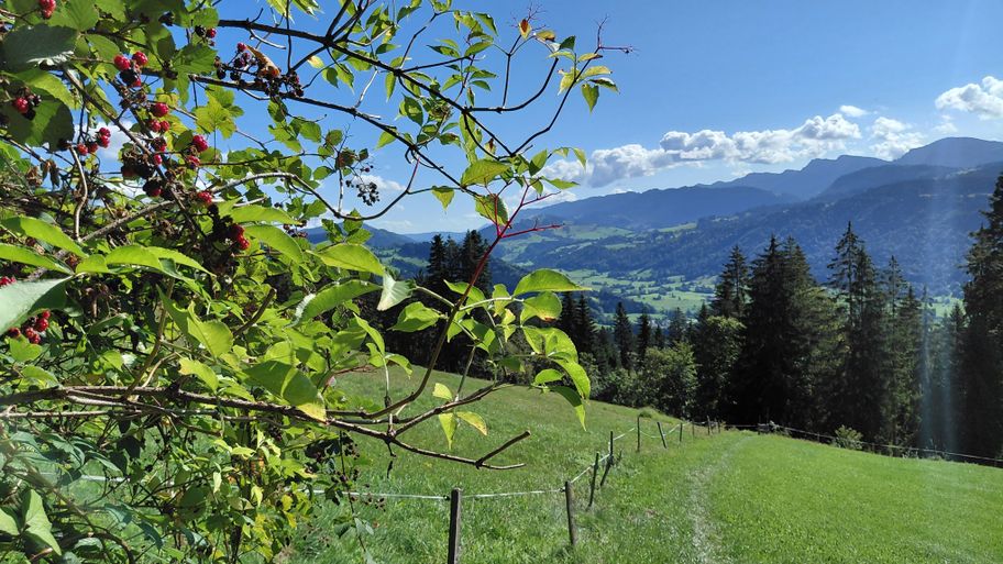 Im Spätsommer reifen die Brombeeren am Wegesrand