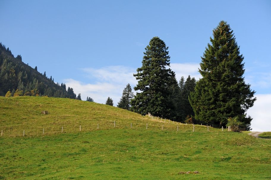 Alten Bäumen auf der Spur - Die Baumveteranen von Oberstaufen-Steibis