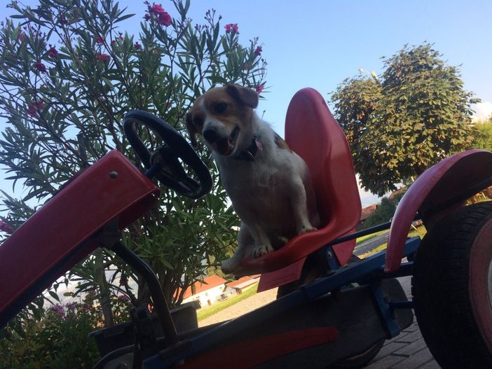Kettcar mit Hofhund Mexx Ferienhof Endreß