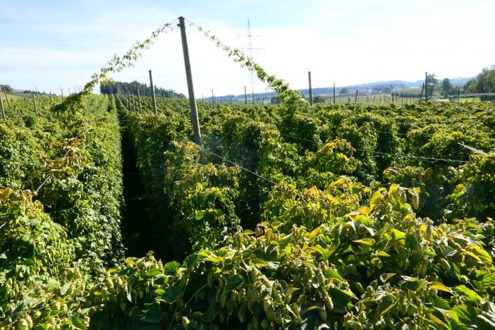 Hopfenansichten im August
