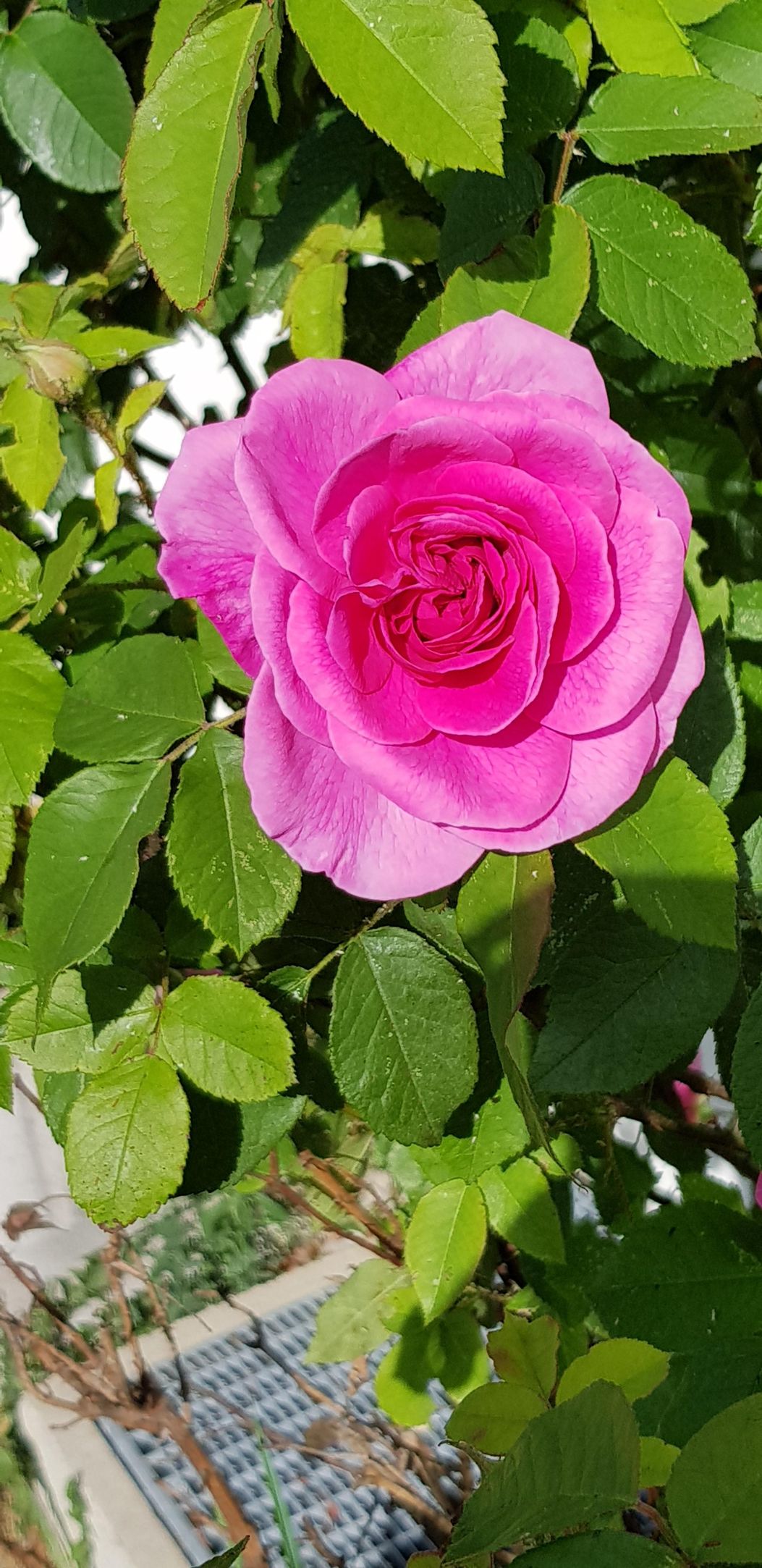Rosen im Garten