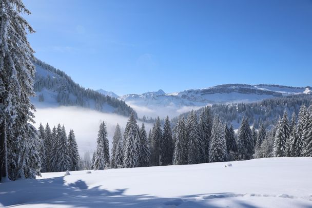 Von Balderschwang zur Oberen Mittelalpe (1.407m)