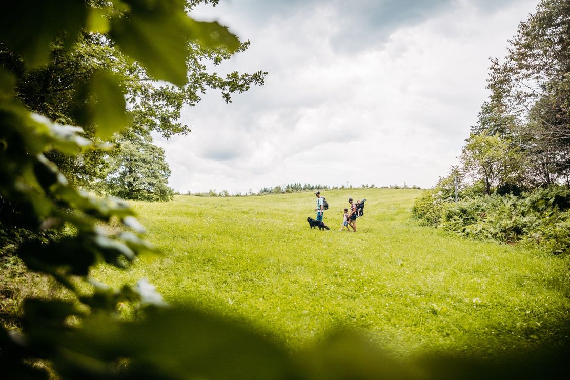 Terrainkurweg 2 - Wandern auf dem Premiumspazierwanderweg "Moor & Wurzeln"