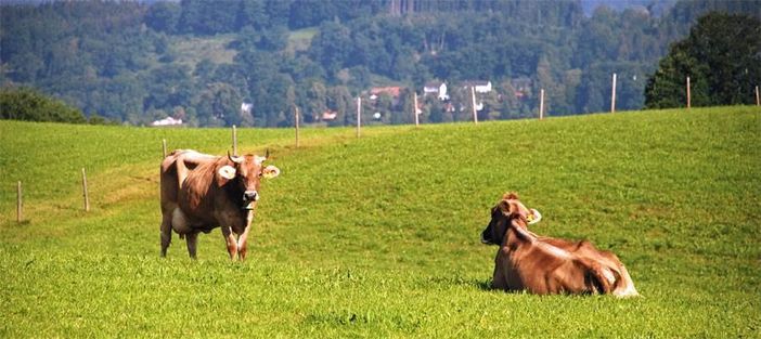 Unsere Kühe II