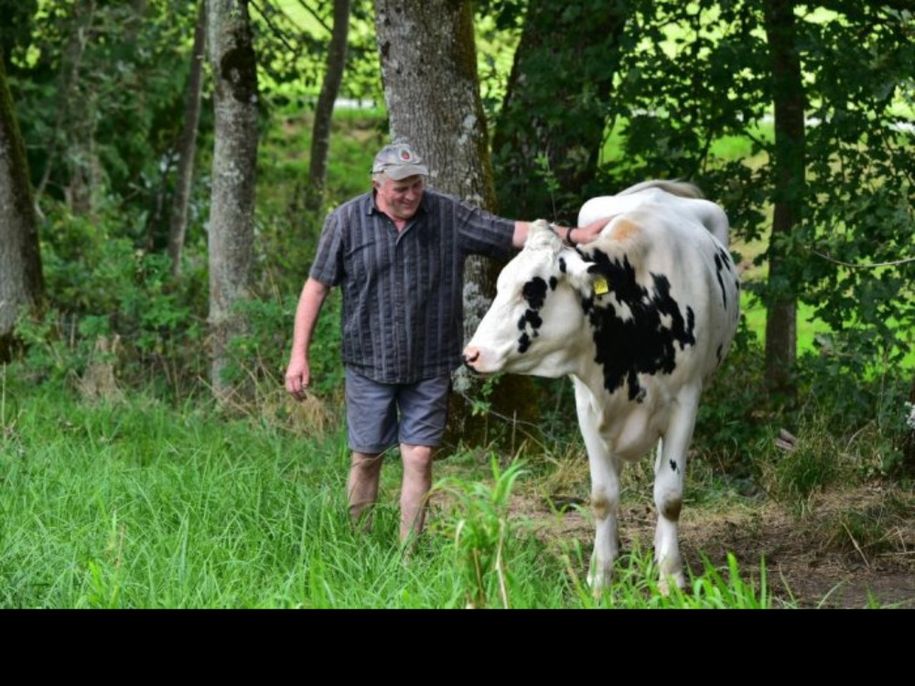 Unser Milchvieh