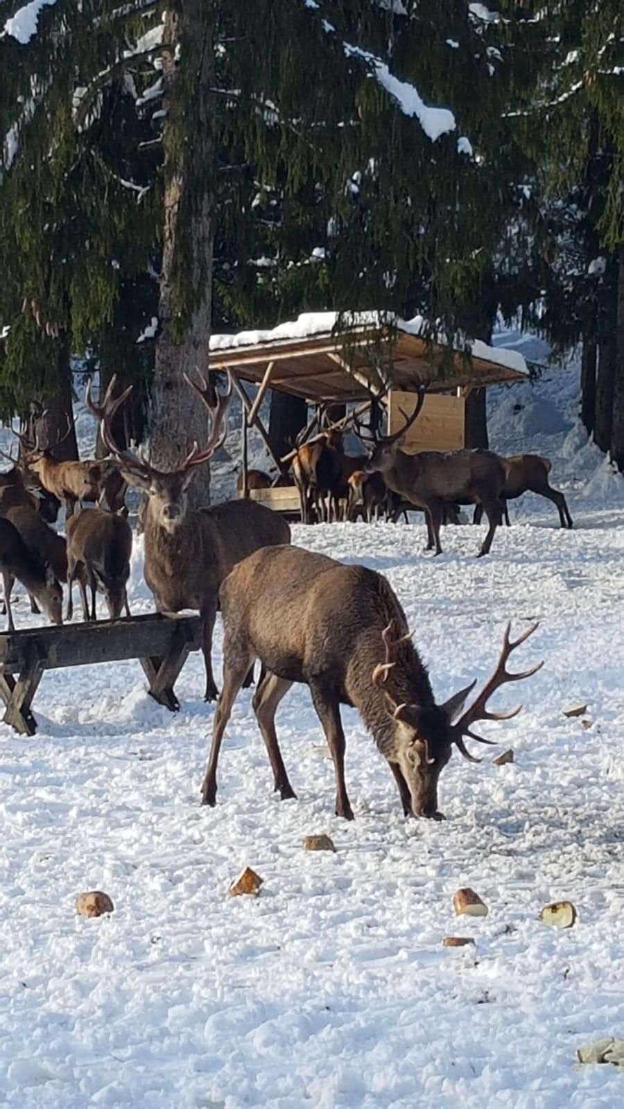 Hirschfütterung in Schwangau-Brunnen