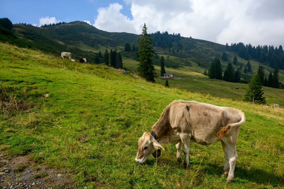 Von Grasgehren zum Riedberger Horn
