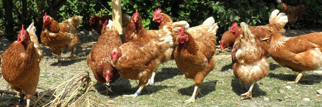 Hühner auf dem Hof