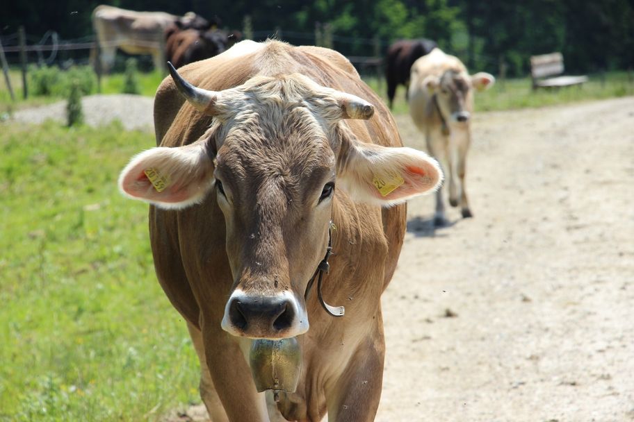 Schumpen auf dem Weg zur Edelsberghütte