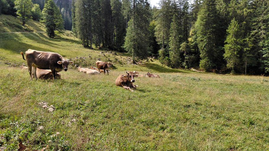 Alpvieh