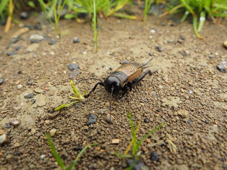 Von Schaufliegern, Tänzern und duftenden Betörern