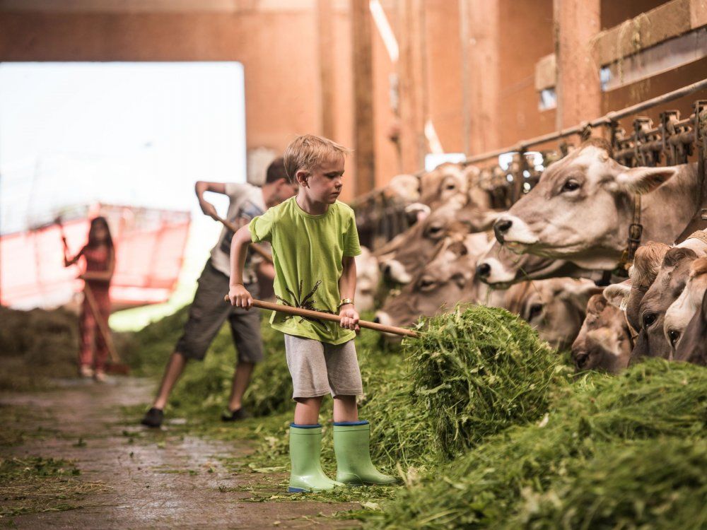 Kühe füttern