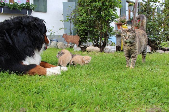 Hund und Katz vertragen sich prima