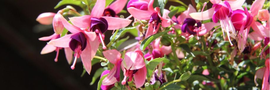 blumen2