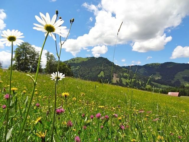Sommer bei uns