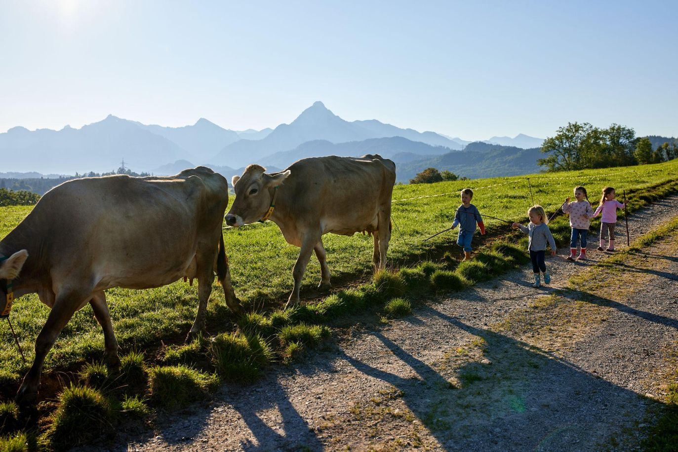 die Kühe kommen auf die Weide und wir helfen mit