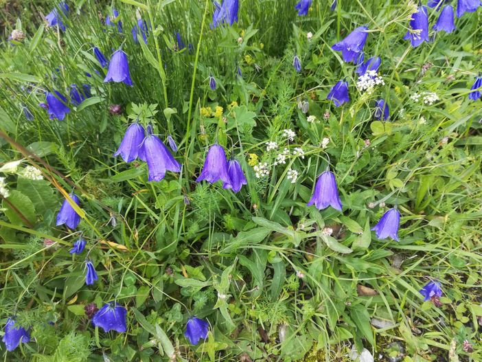 Glockenblume