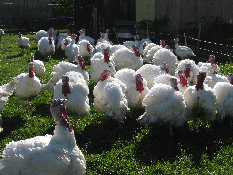 Unsere Tiere