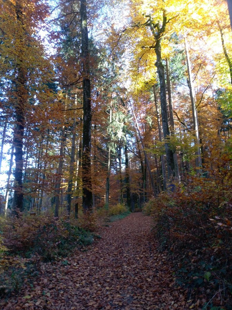 Herbst-Spaziergang Schlein-und Degersee